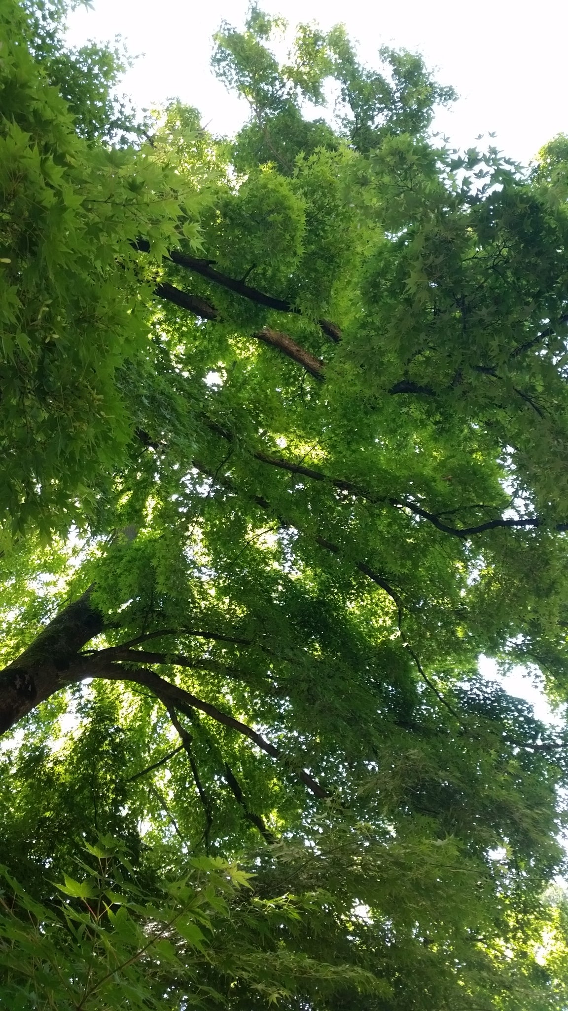 Acer palmatum cv. "viridis" FRANCO - acero giapponese verde (Vaso 18 cm)