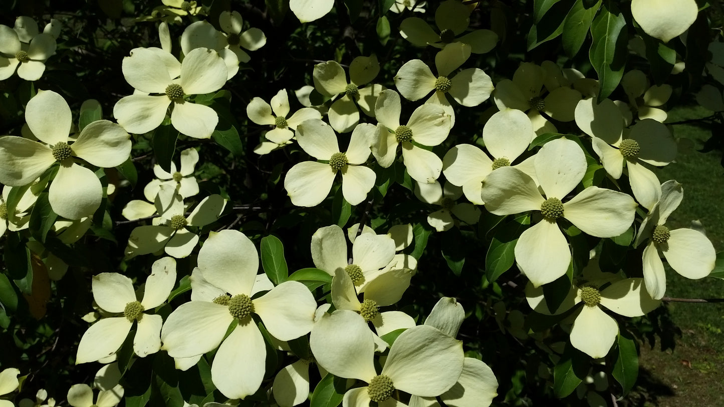 Cornus florida - flowering dogwood (Square pot 12x12x20 cm)