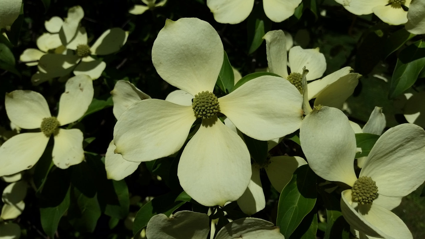Cornus florida - flowering dogwood (Square pot 12x12x20 cm)