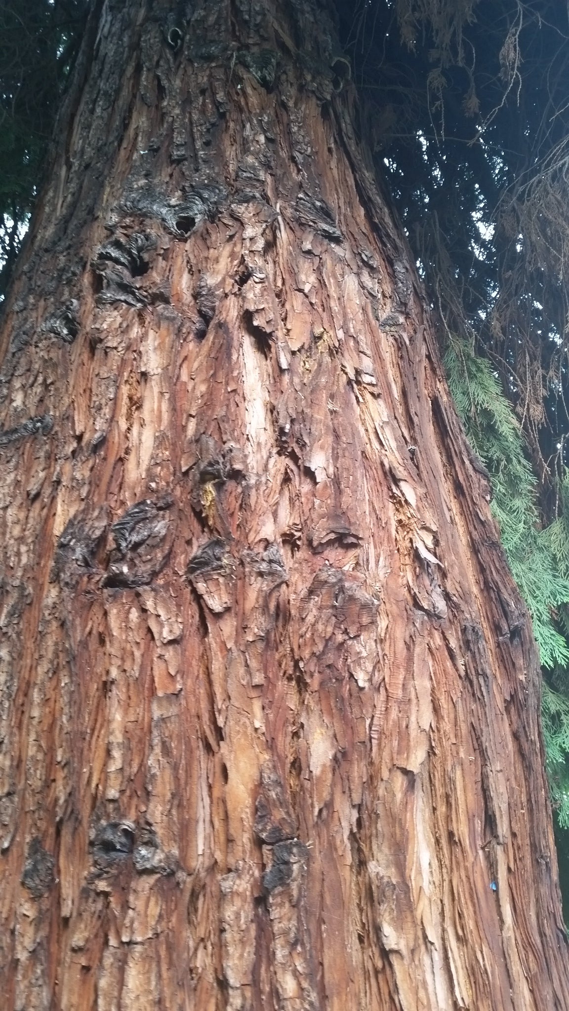 Chamaecyparis lawsoniana - cipresso di Lawson (Alveolo forestale)