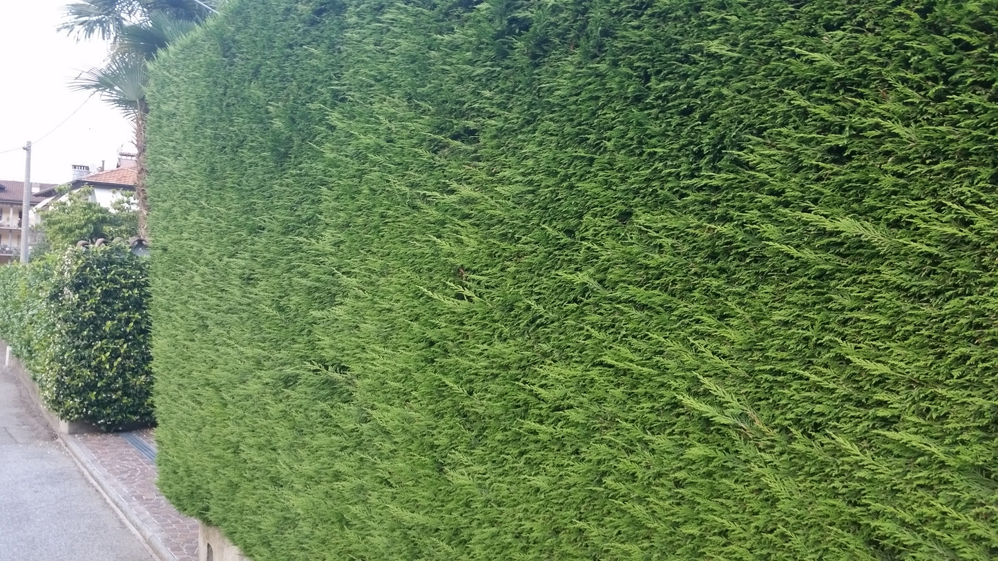 Chamaecyparis lawsoniana - cipresso di Lawson (Alveolo forestale)