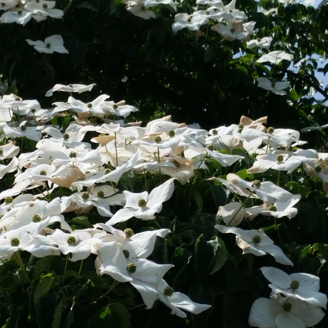 Cornus kousa - corniolo del Giappone (fiore bianco) (Vaso quadro)