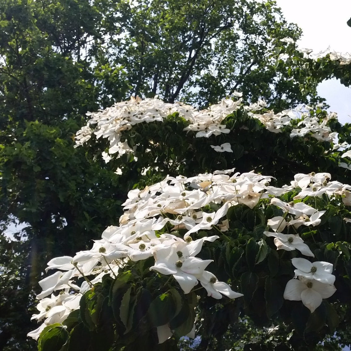 Cornus kousa - corniolo del Giappone (fiore bianco) (Vaso quadro)