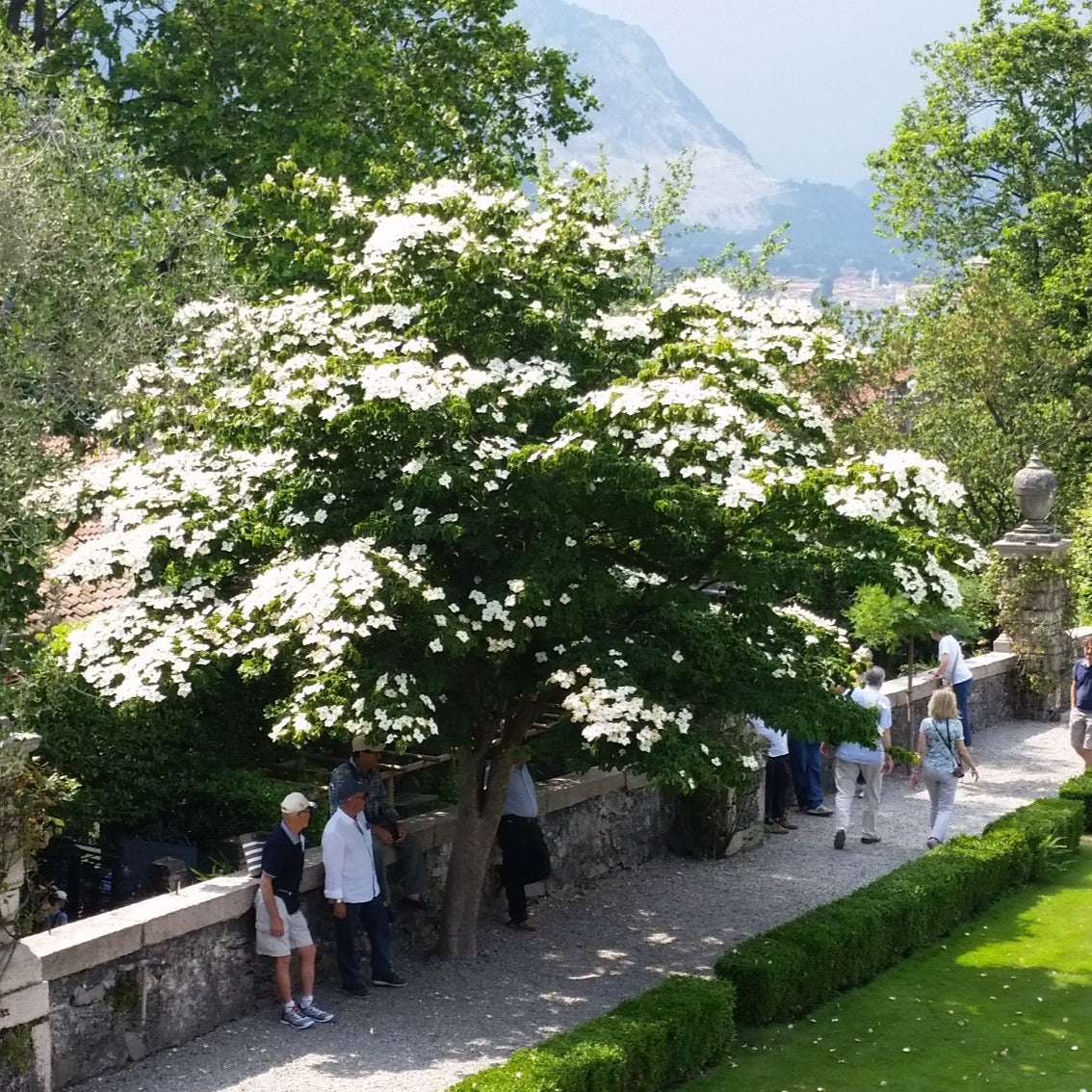 Cornus kousa - corniolo del Giappone (fiore bianco) (Vaso quadro)