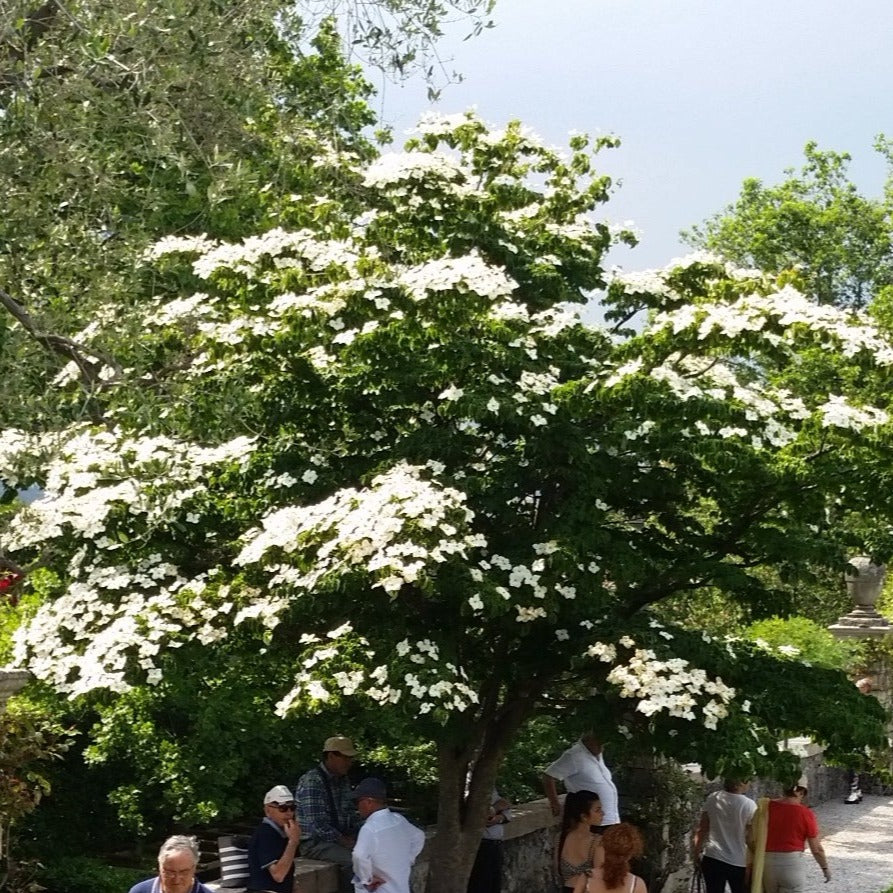 Cornus kousa - corniolo del Giappone (fiore bianco) (Vaso quadro)