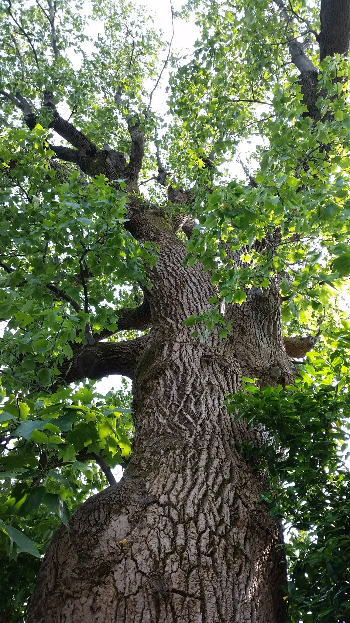 Liriodendron tulipifera - albero dei tulipani (Alveolo forestale)