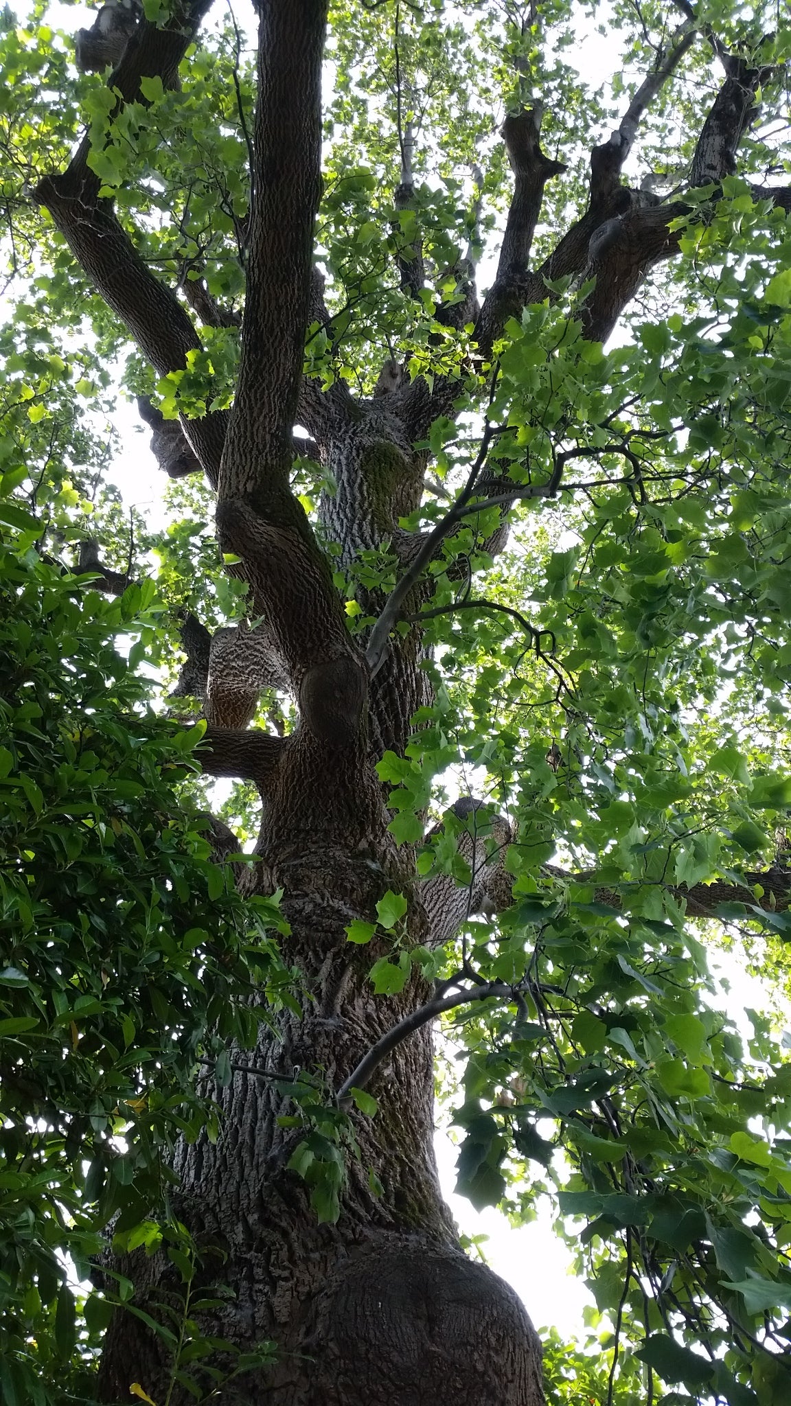 Liriodendron tulipifera - albero dei tulipani (Alveolo forestale)