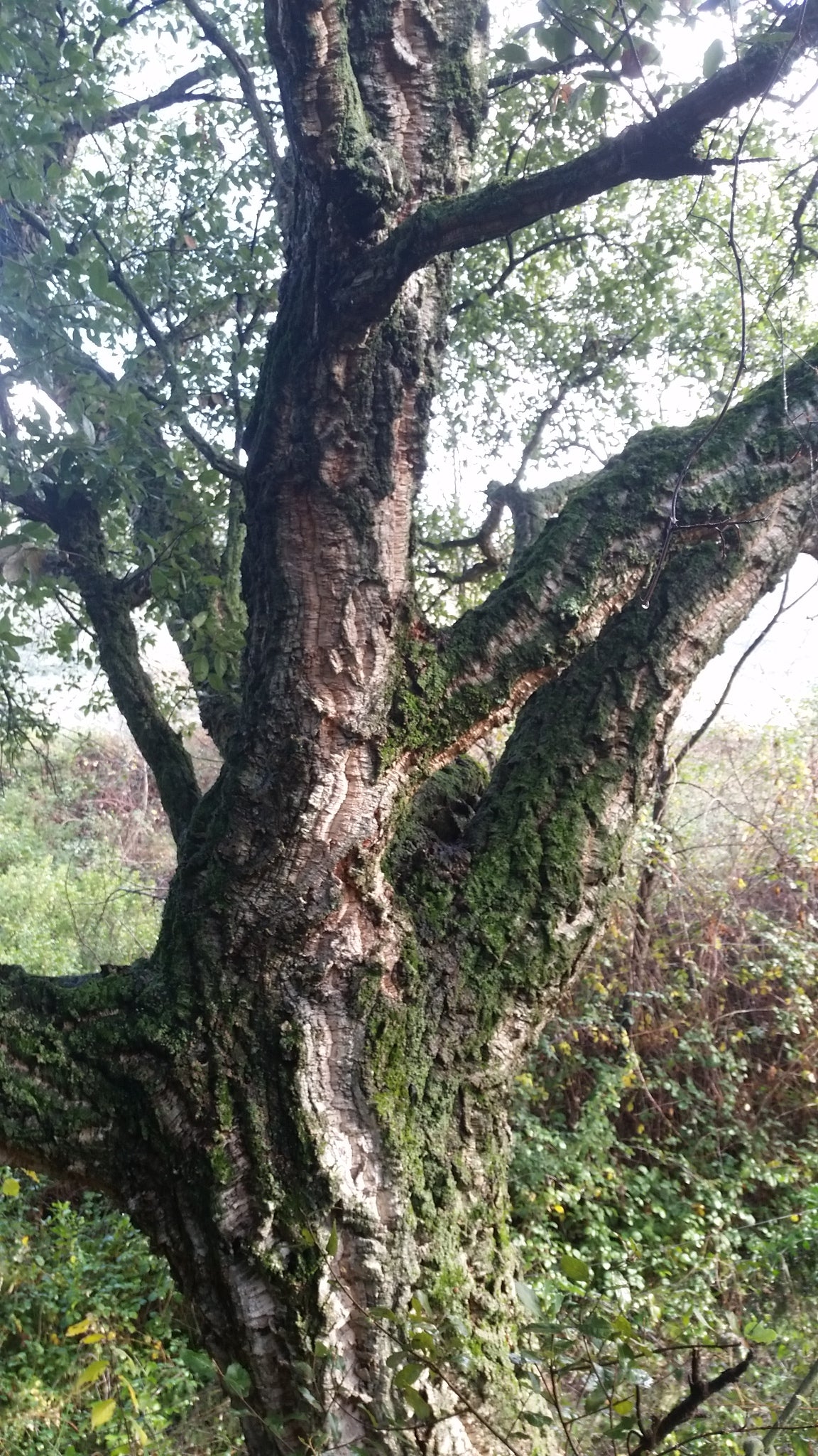 Quercus suber - cork tree (Pot 24 cm)