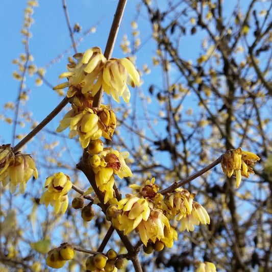 Calycanthus (sin. Chimonanthus) praecox - calicanto d'inverno (Alveolo forestale)