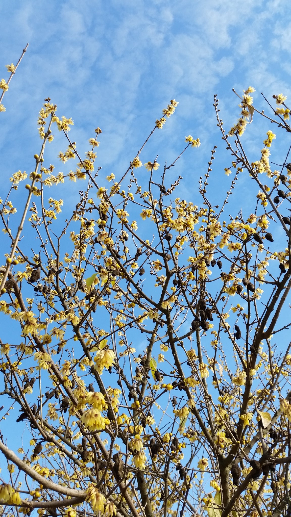 Calycanthus (sin. Chimonanthus) praecox - calicanto d'inverno (Alveolo forestale)