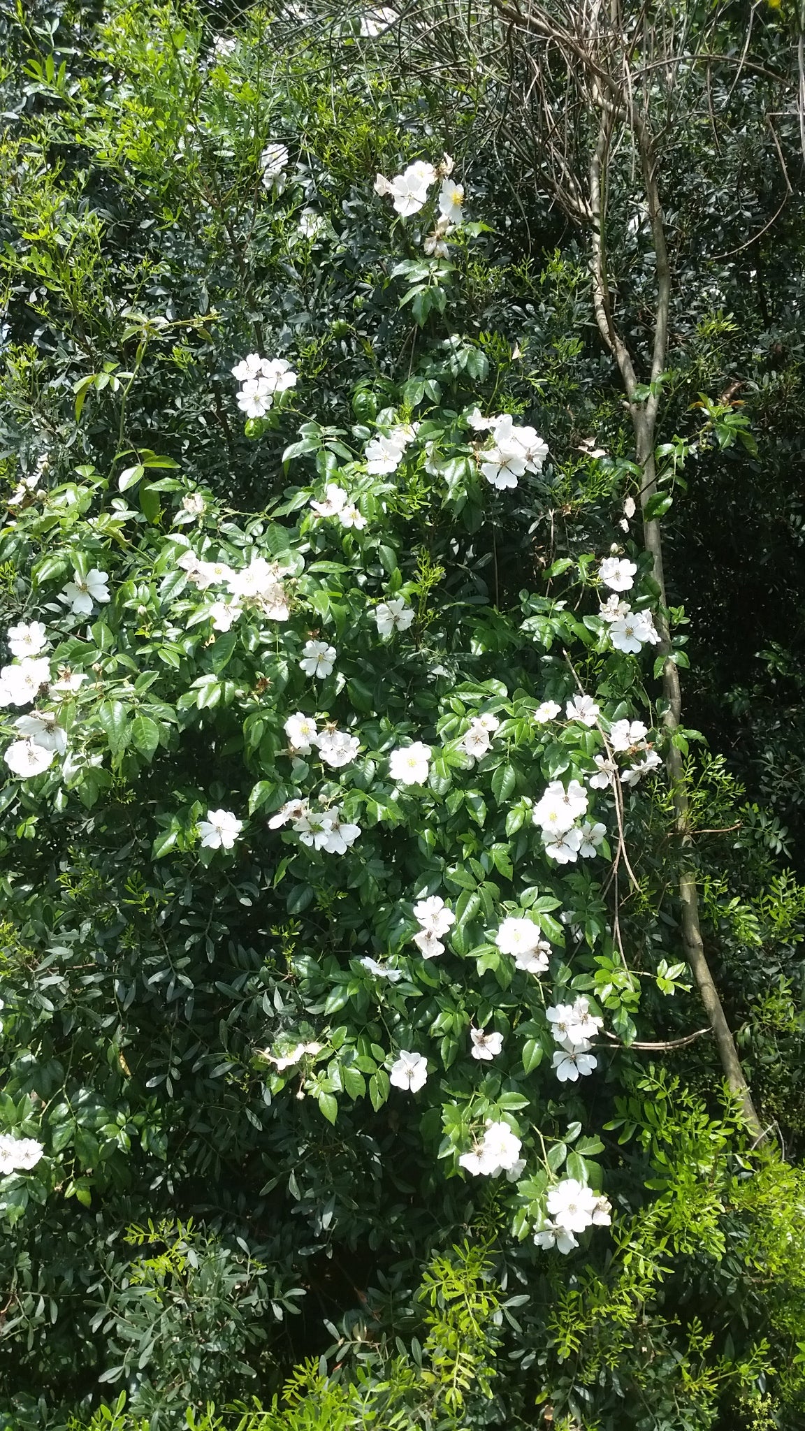 Rosa sempervirens - rosa di San Giovanni (Alveolo forestale)