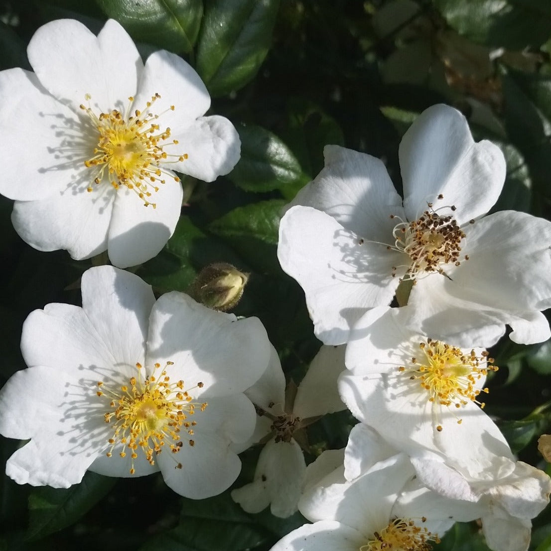 Rosa sempervirens - St. John's rose (Forest alveolus)