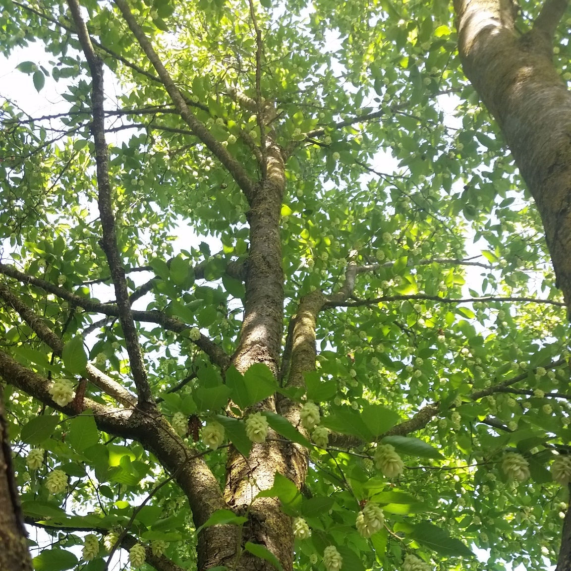 Ostrya carpinifolia - carpino nero (Alveolo forestale)