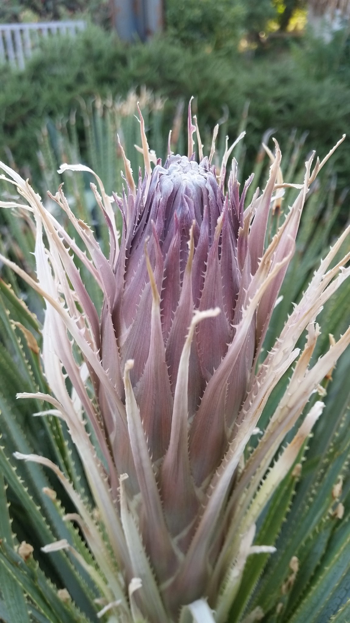 Dasylirion serratifolium - dasilirio (Mastello 37 cm)