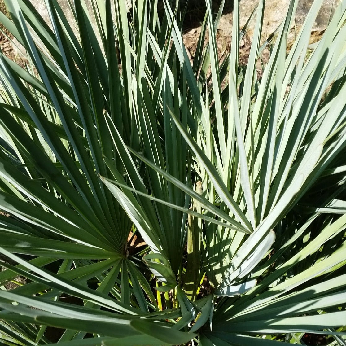 Chamaerops humilis var. cerifera - blue dwarf palm (Forestry palm)
