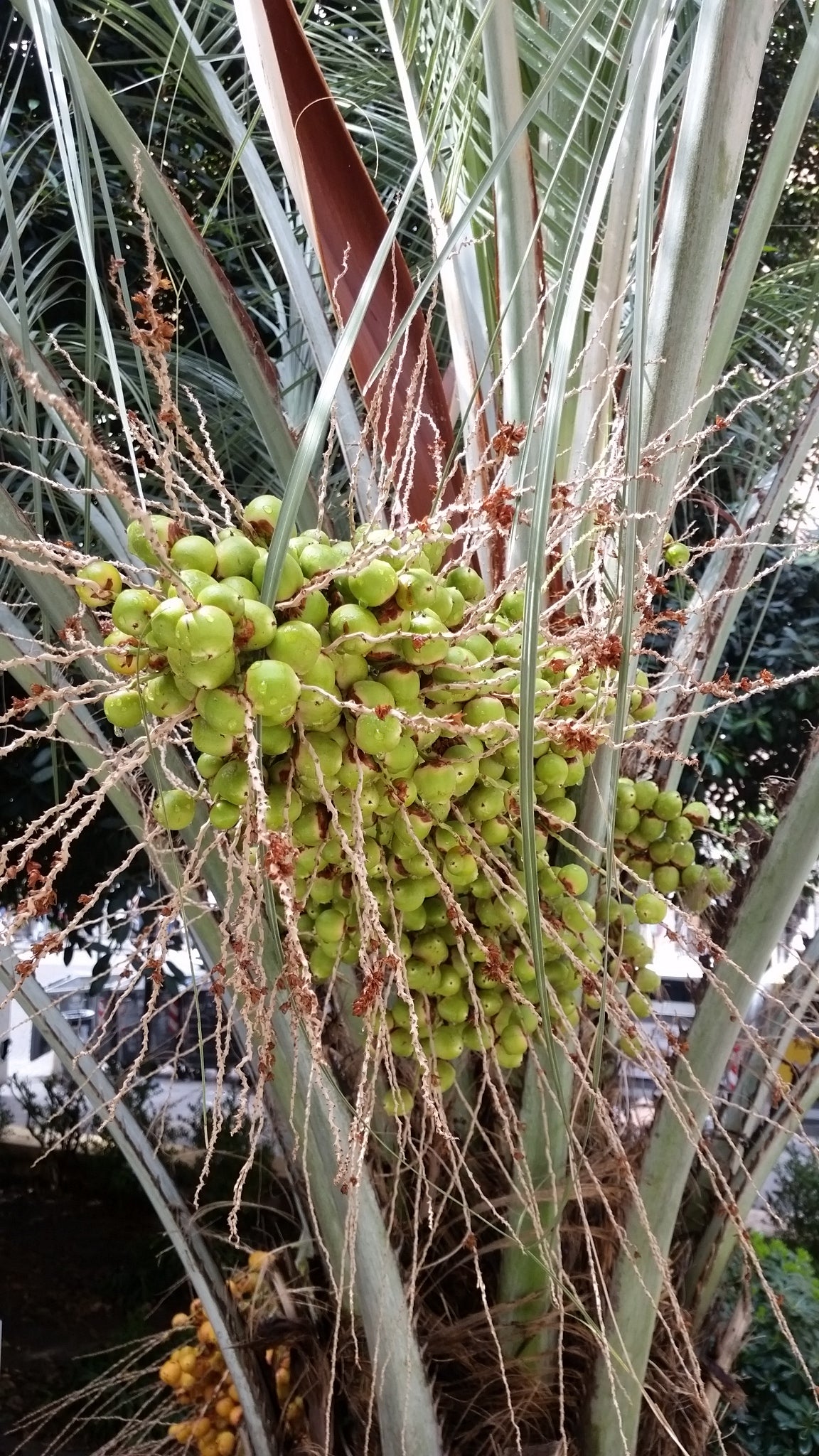 Butia capitata - buzia (Square vase 9x9x20 cm)