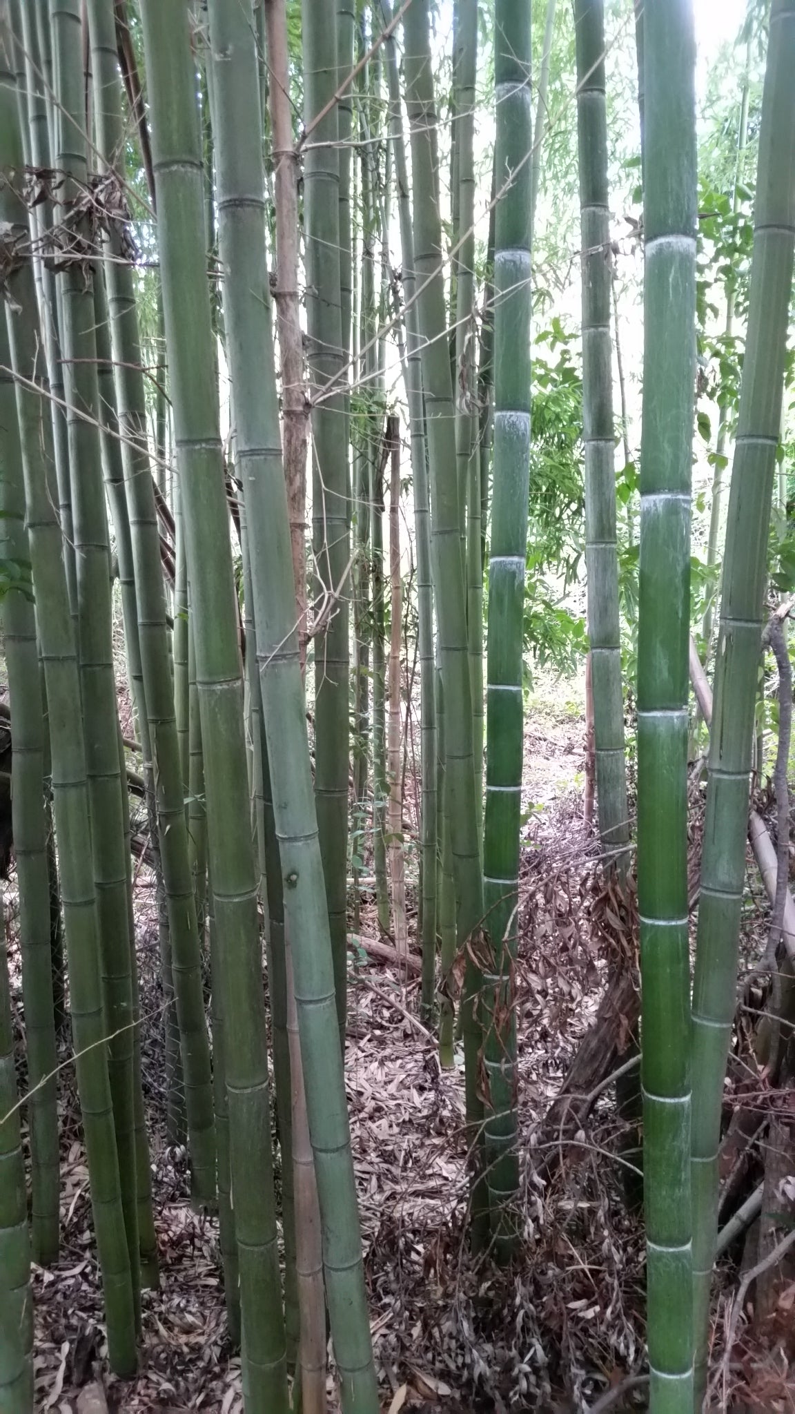 Phyllostachys viridis var. mitis - bamboo gigante (Vaso 24 cm)