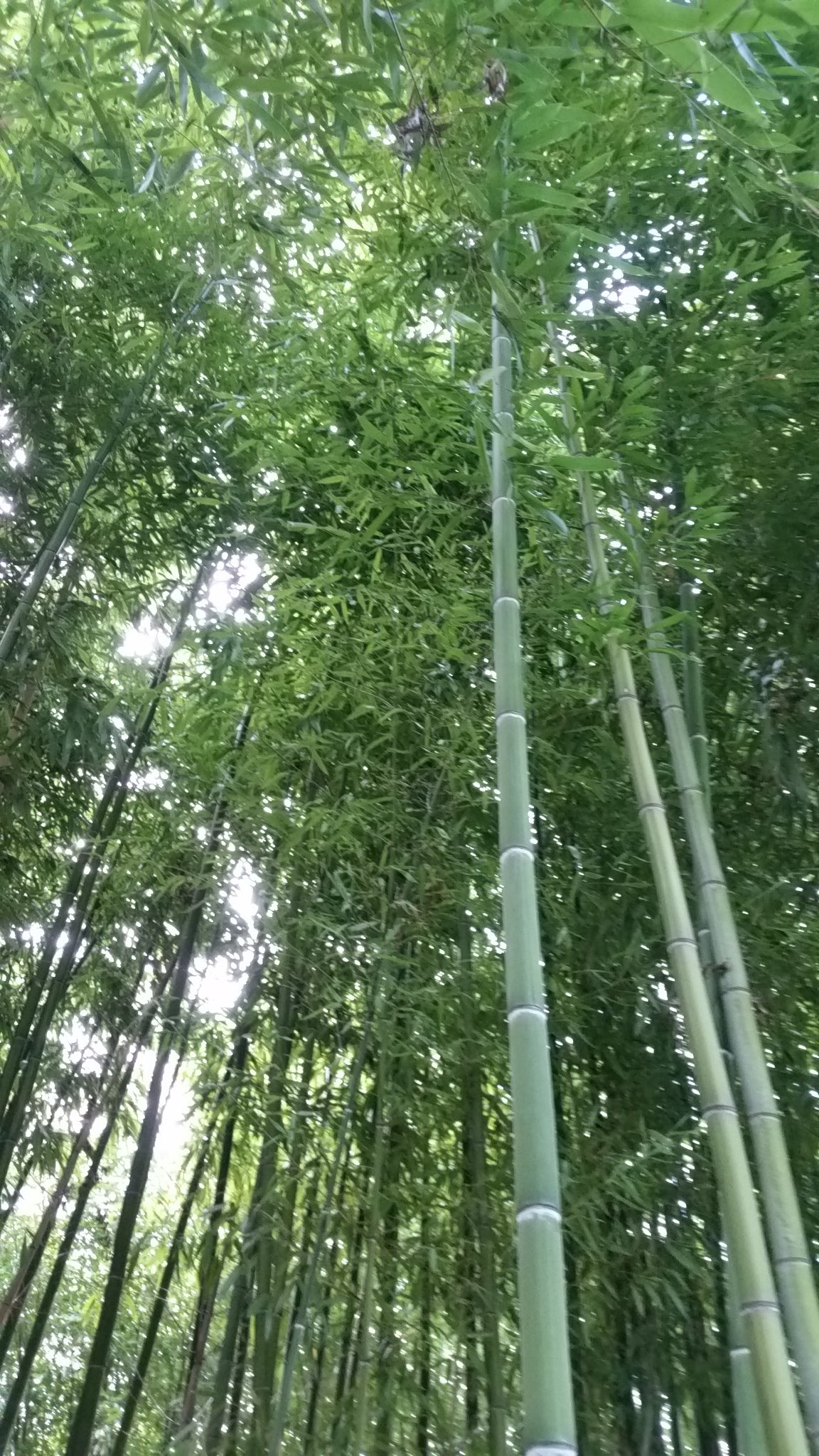 Phyllostachys viridis var. mitis - bamboo gigante (Vaso 24 cm)