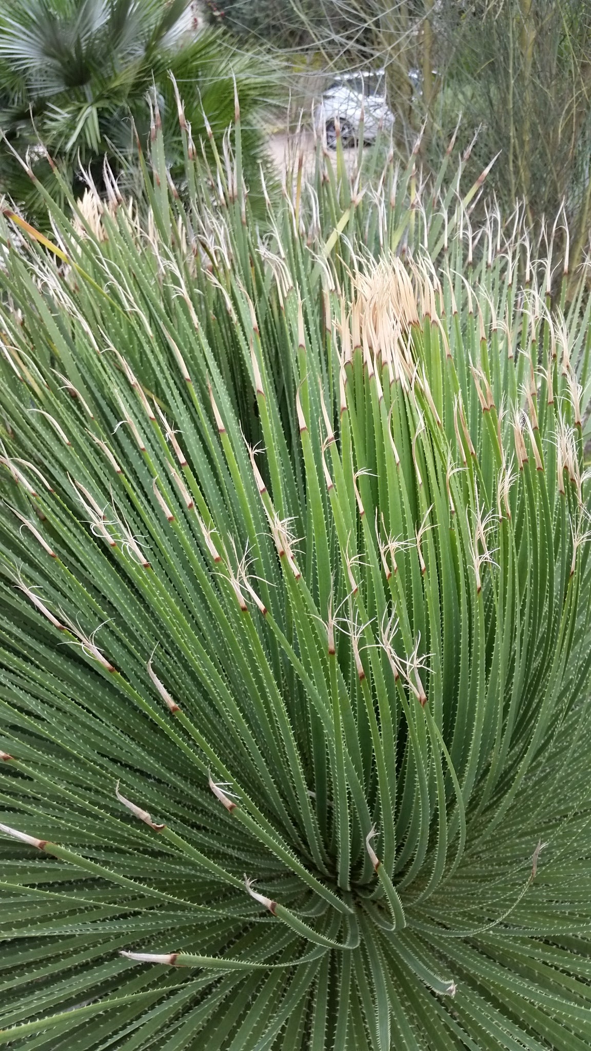 Dasylirion serratifolium - dasilirio (Mastello 37 cm)
