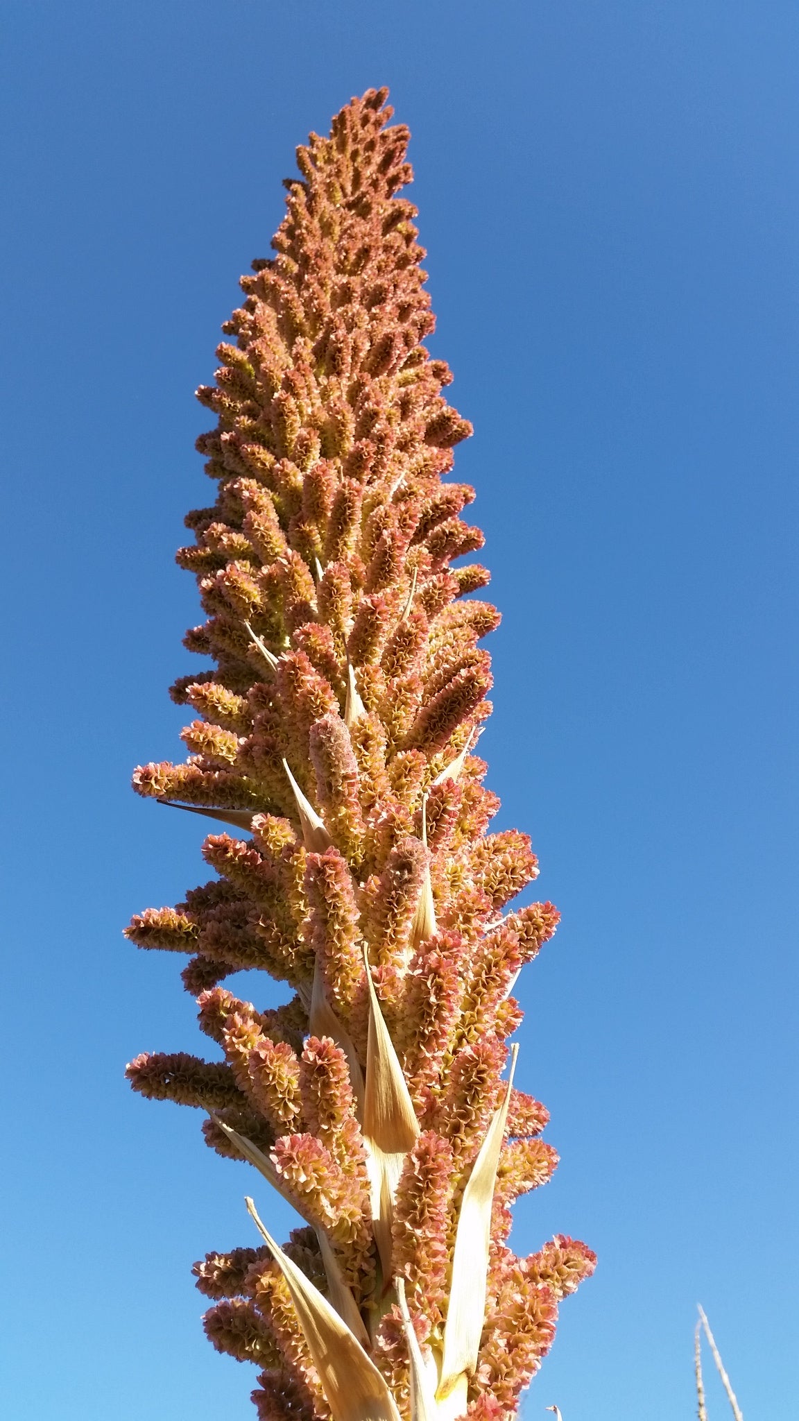 Dasylirion serratifolium - dasilirio (Mastello 37 cm)