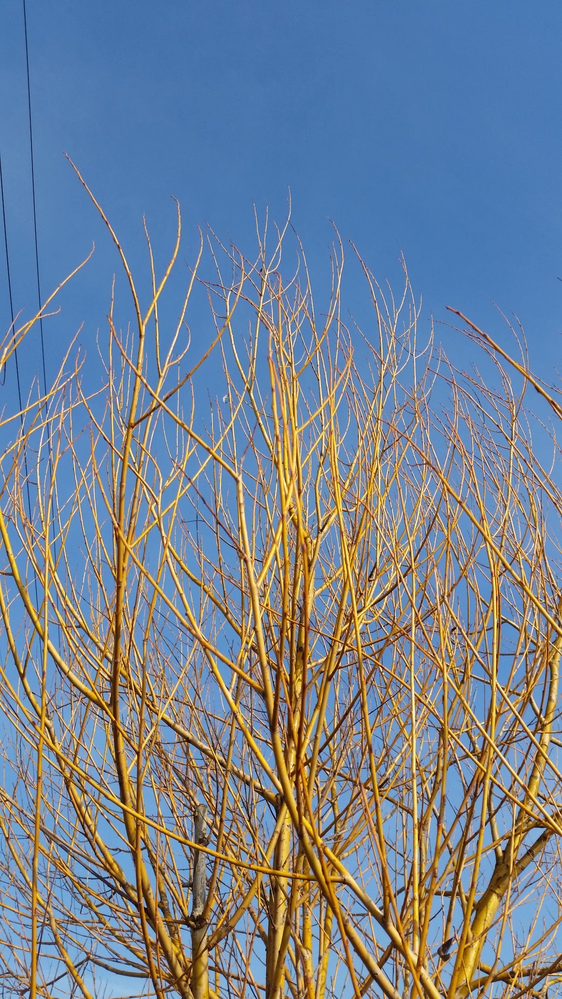 Salix alba subsp. Vitellina - Salice dorato (Alveolo forestale)
