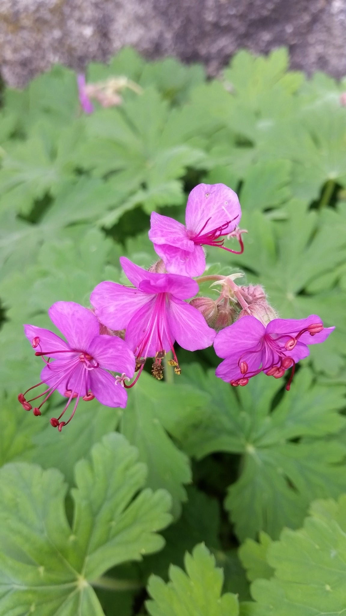 Geranium macrorrhizum - geranio odoroso rustico (Vaso 12 cm)