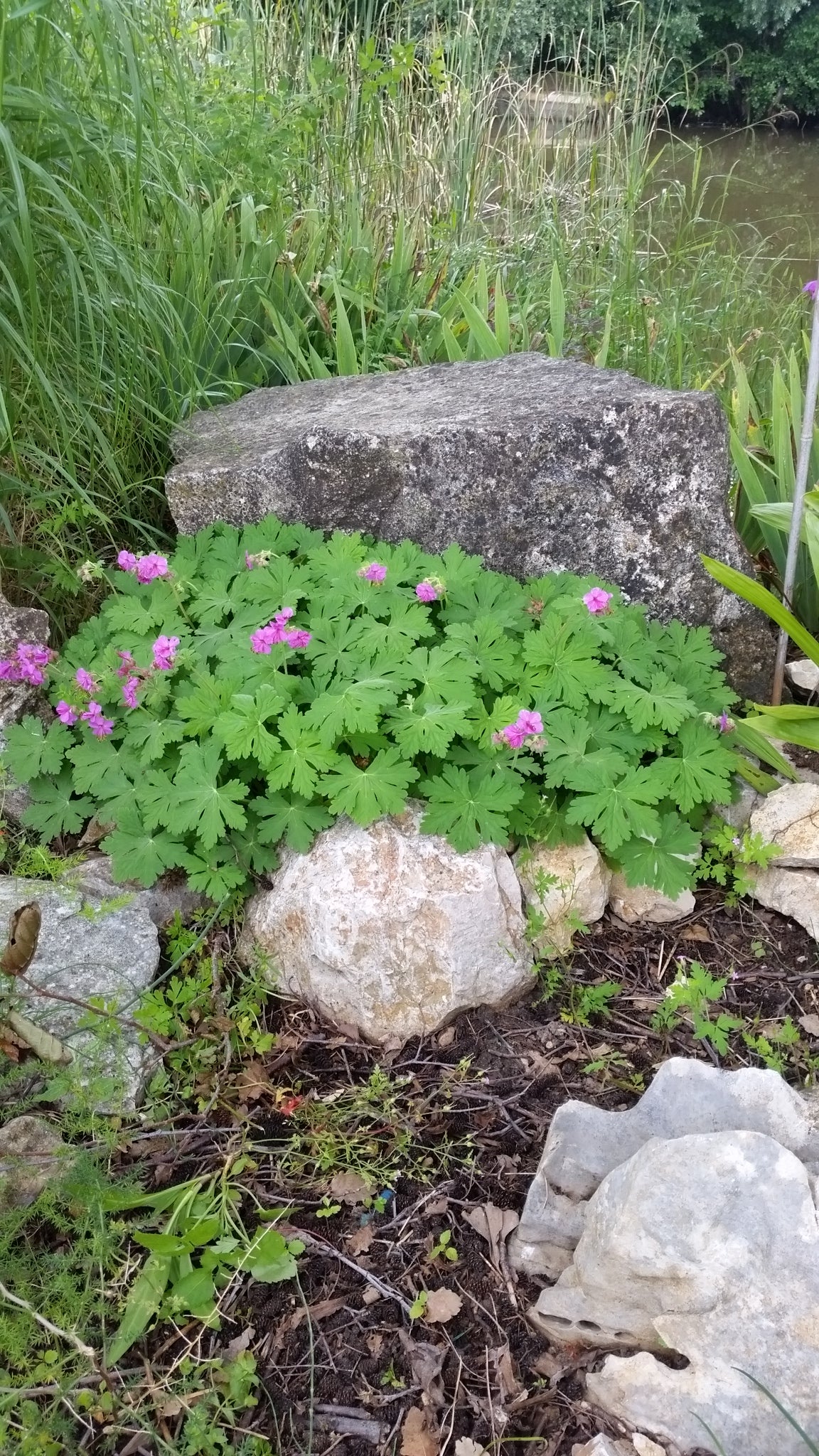 Geranium macrorrhizum - geranio odoroso rustico (Vaso 12 cm)