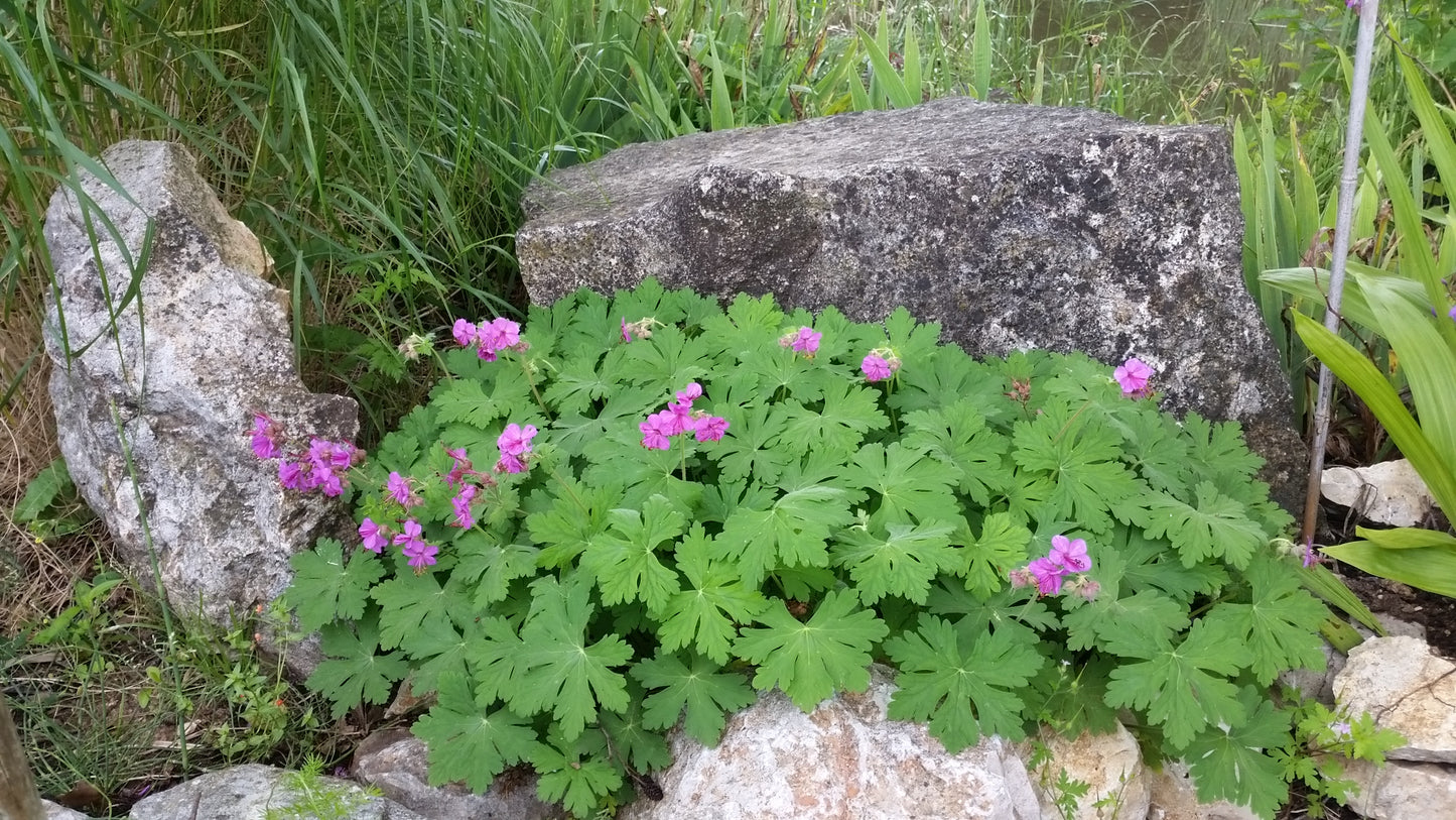 Geranium macrorrhizum - geranio odoroso rustico (Vaso 12 cm)