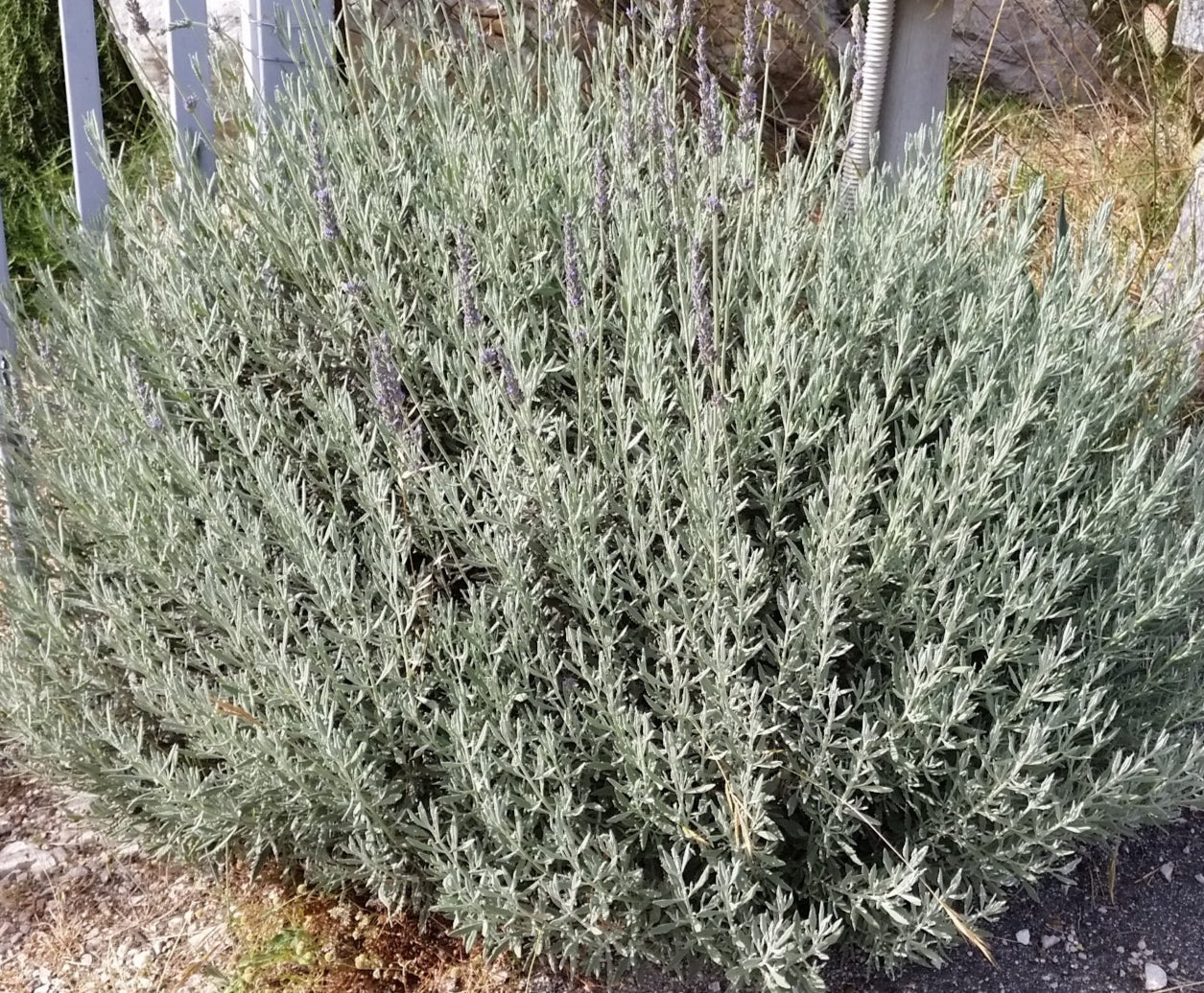 Lavandula x allardii - lavanda ibrida (Alveolo forestale)