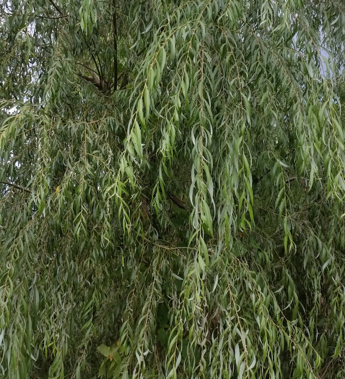 Salix alba subsp. Tristis - Salice bianco piangente (Alveolo forestale)