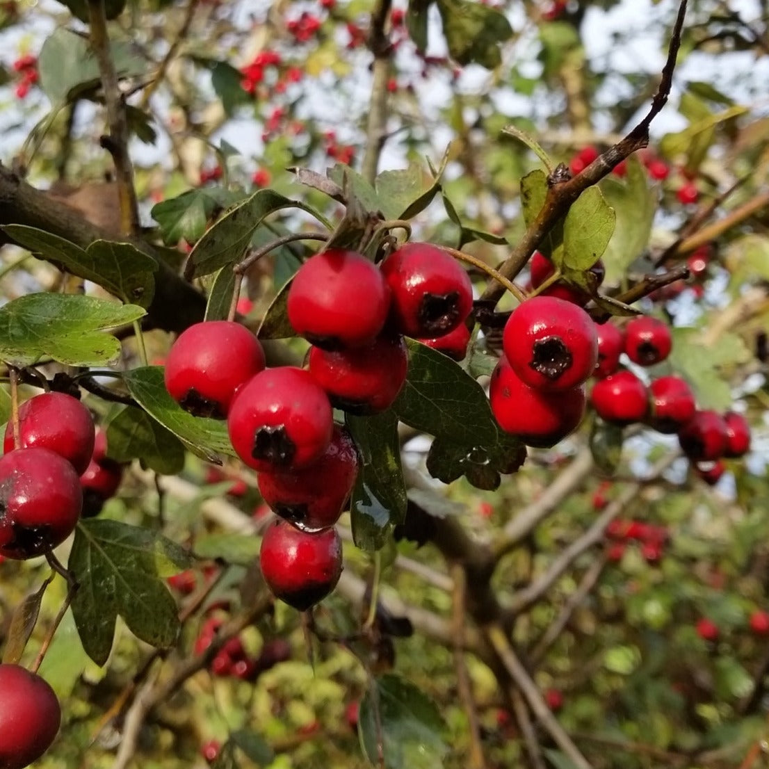 Crataegus monogyna - biancospino (Alveolo forestale)