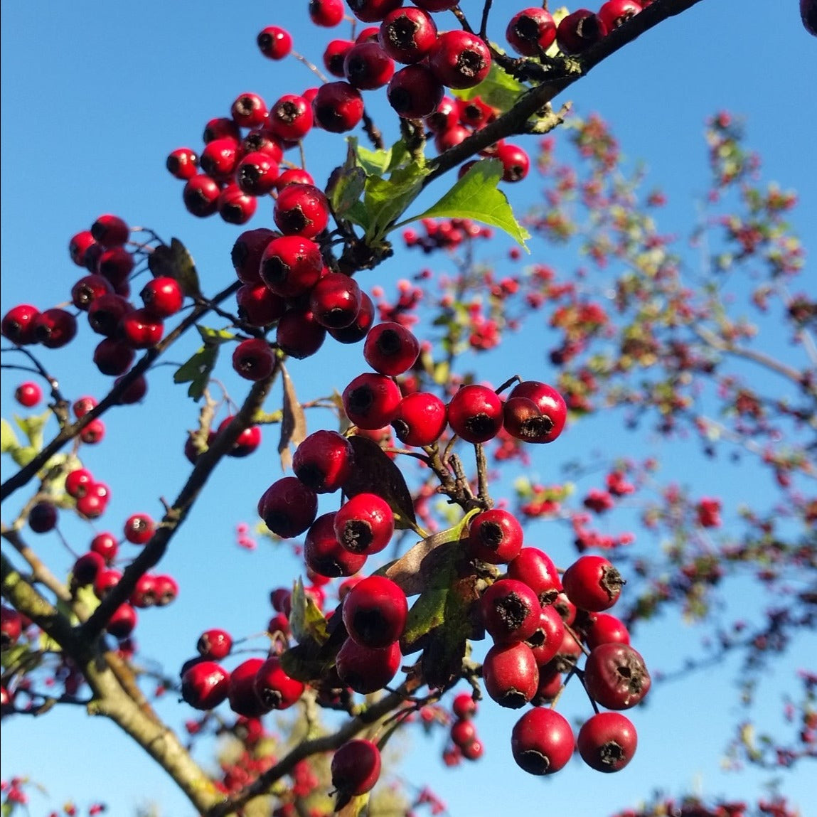 Crataegus monogyna - biancospino (Alveolo forestale)