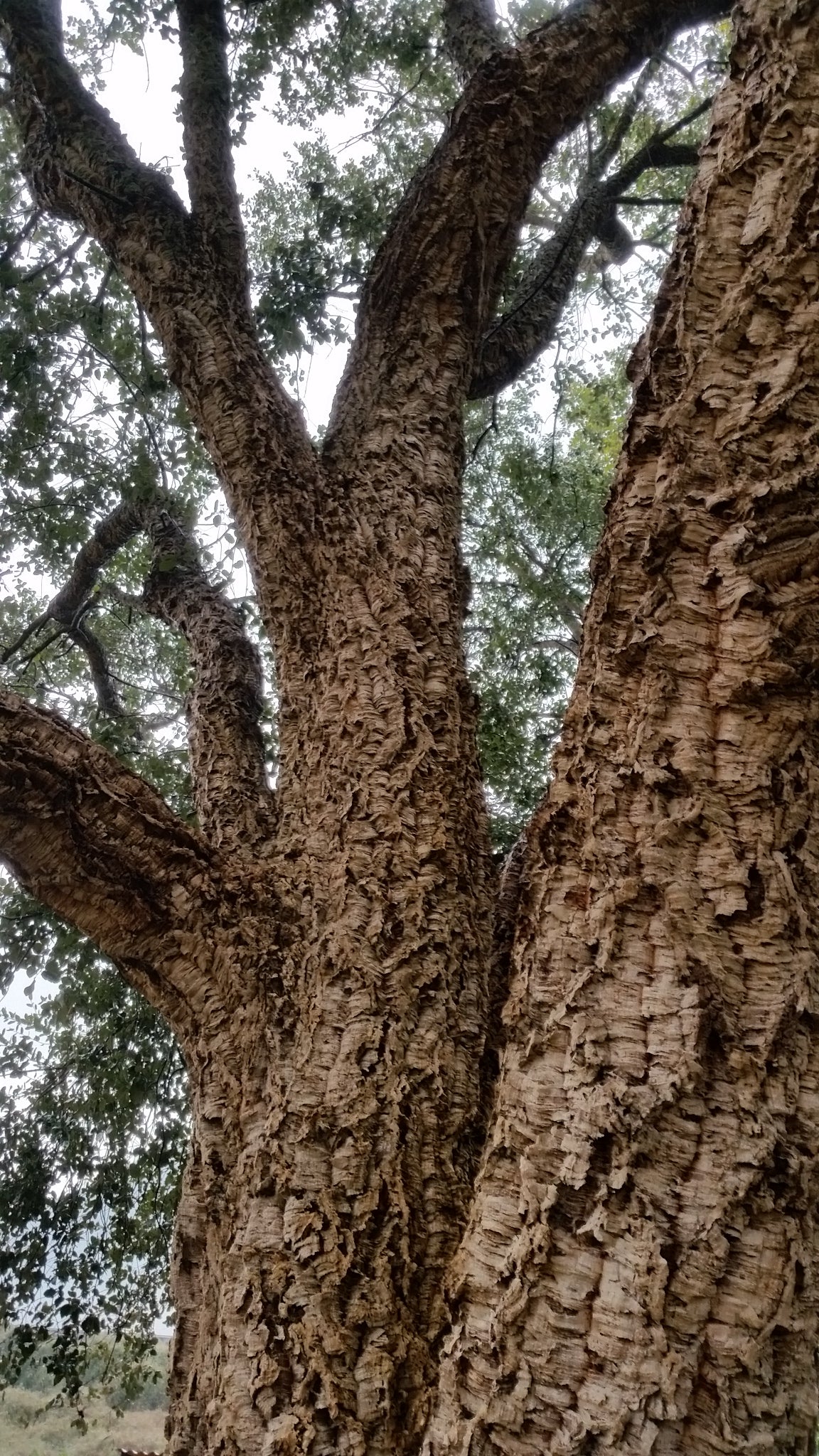 Quercus suber - cork tree (Pot 24 cm)