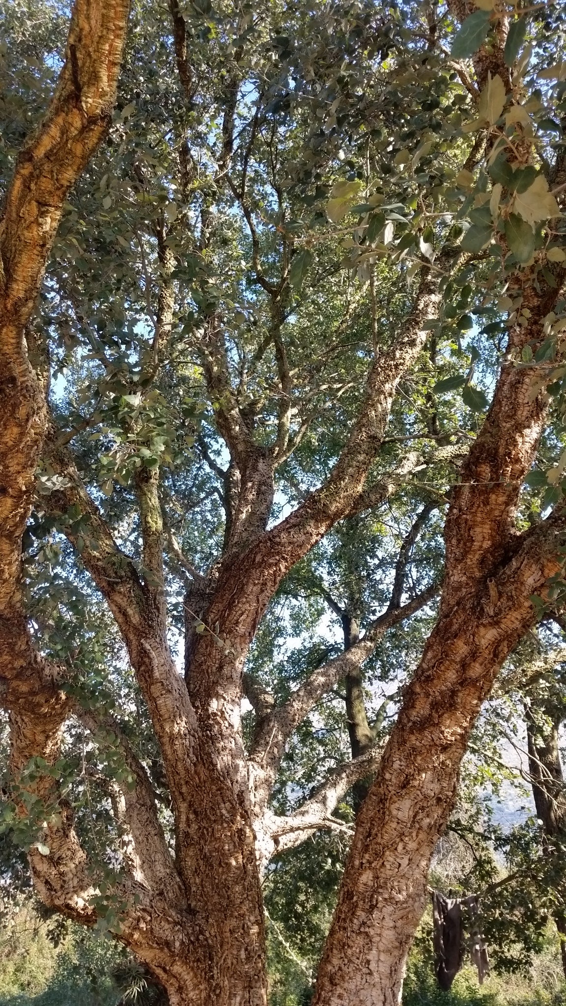 Quercus suber - cork tree (Pot 24 cm)