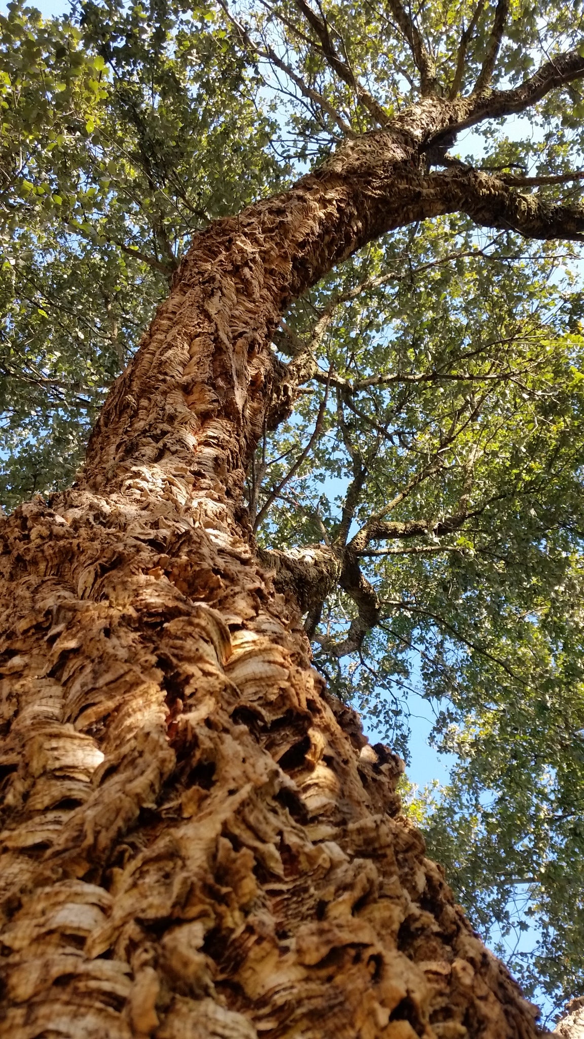 Quercus suber - cork tree (Pot 24 cm)