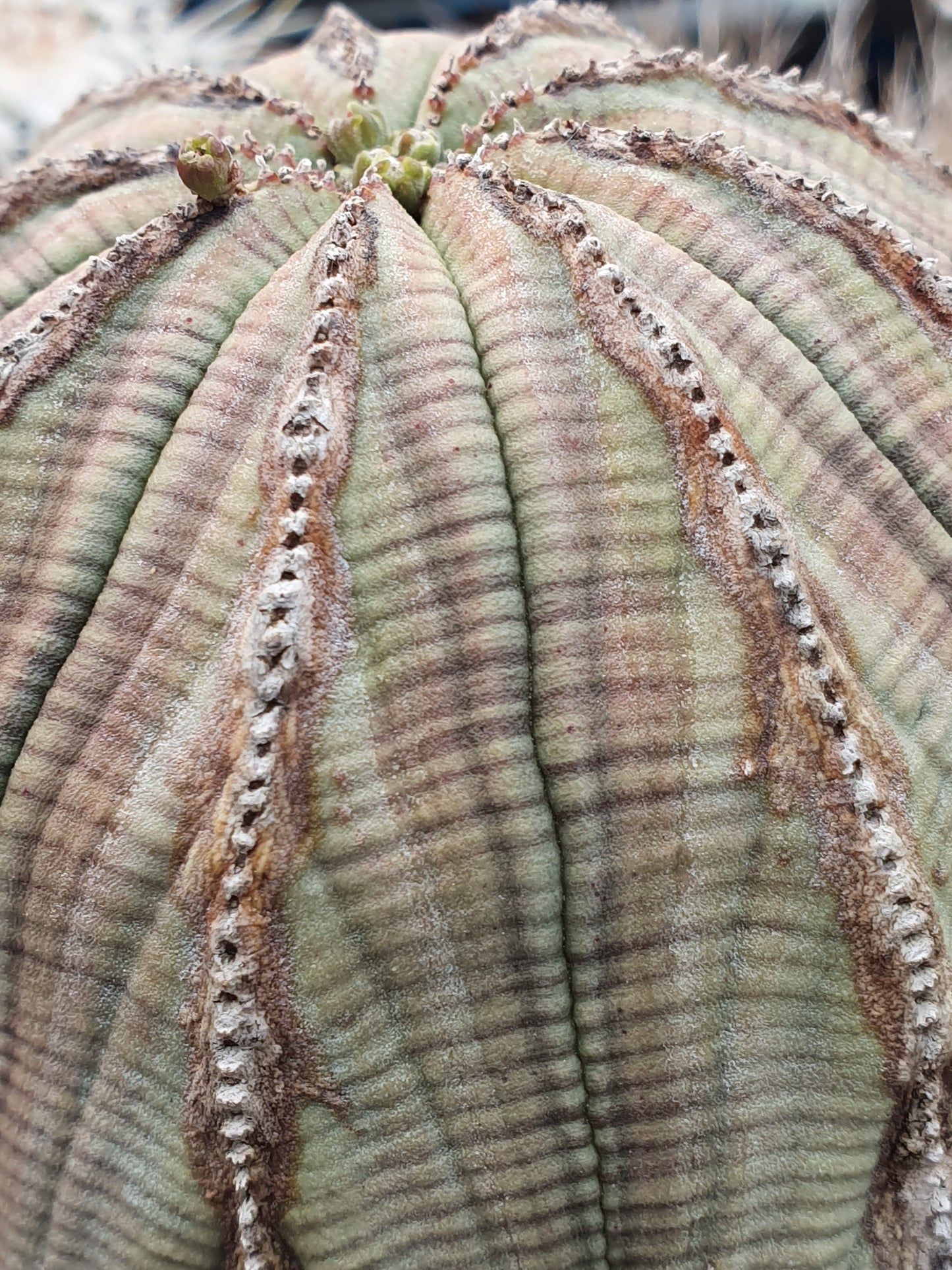 Euphorbia obesa - euforbia (Vaso quadro 7x7x10 cm)