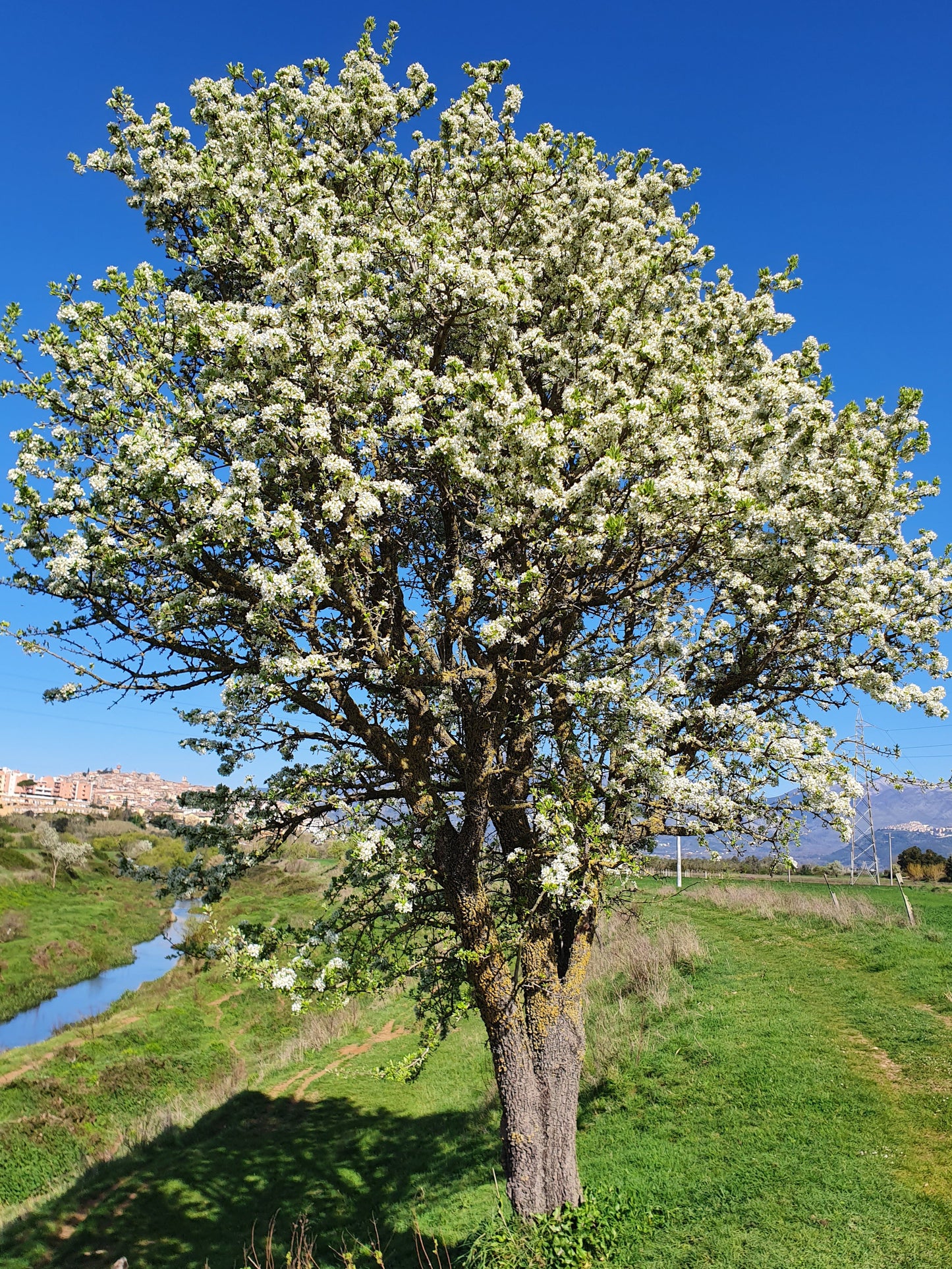 Pyrus amygdaliformis - pero mandorlino (Alveolo forestale)