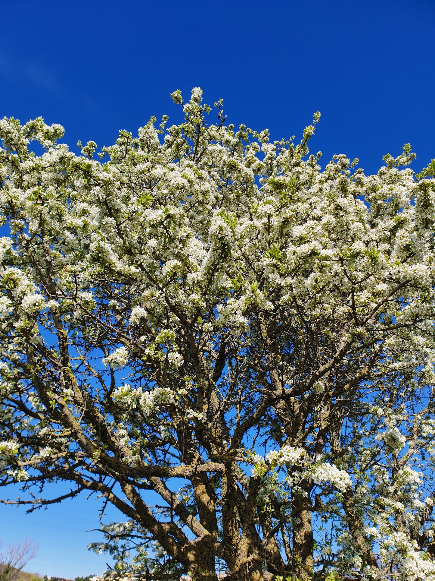 Pyrus amygdaliformis - pero mandorlino (Alveolo forestale)