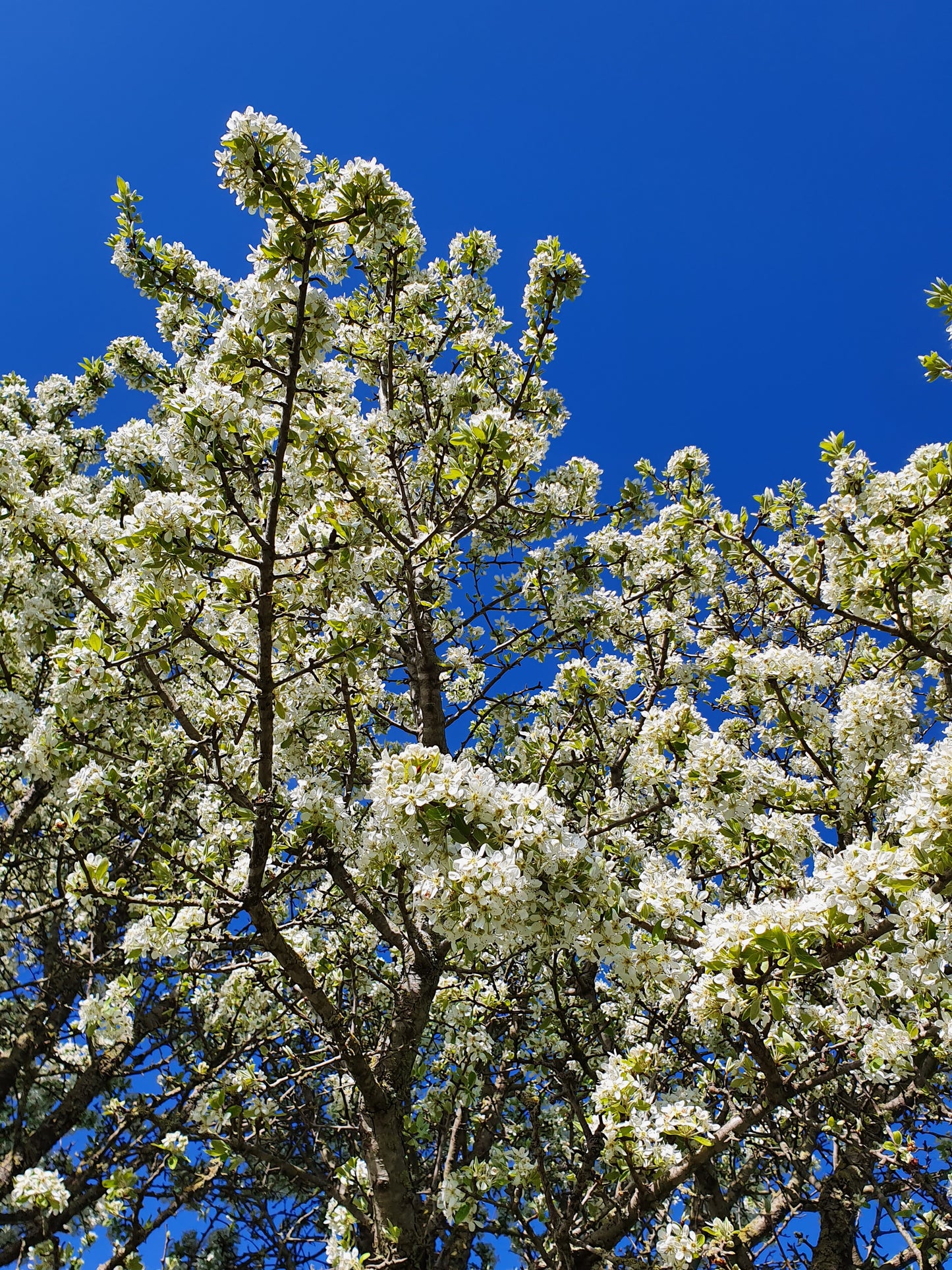 Pyrus amygdaliformis - pero mandorlino (Alveolo forestale)