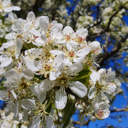 Pyrus amygdaliformis - pero mandorlino (Vaso quadro 9x9x20 cm)
