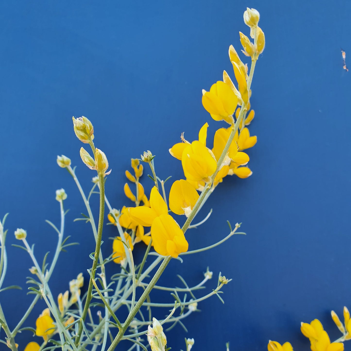 Genista tyrrhena subsp. pontiana - ginestra di Ponza (Alveolo forestale)