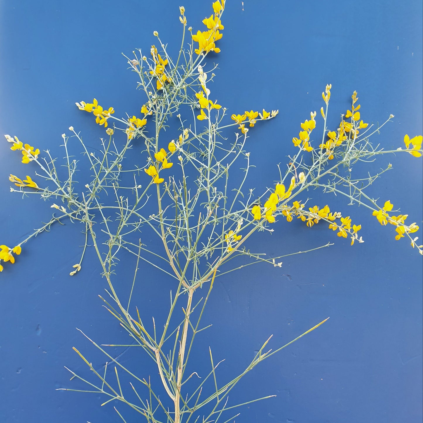Genista tyrrhena subsp. pontiana - ginestra di Ponza (Alveolo forestale)