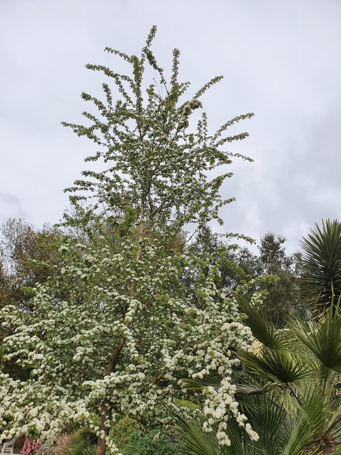 Crataegus monogyna - biancospino (Alveolo forestale)