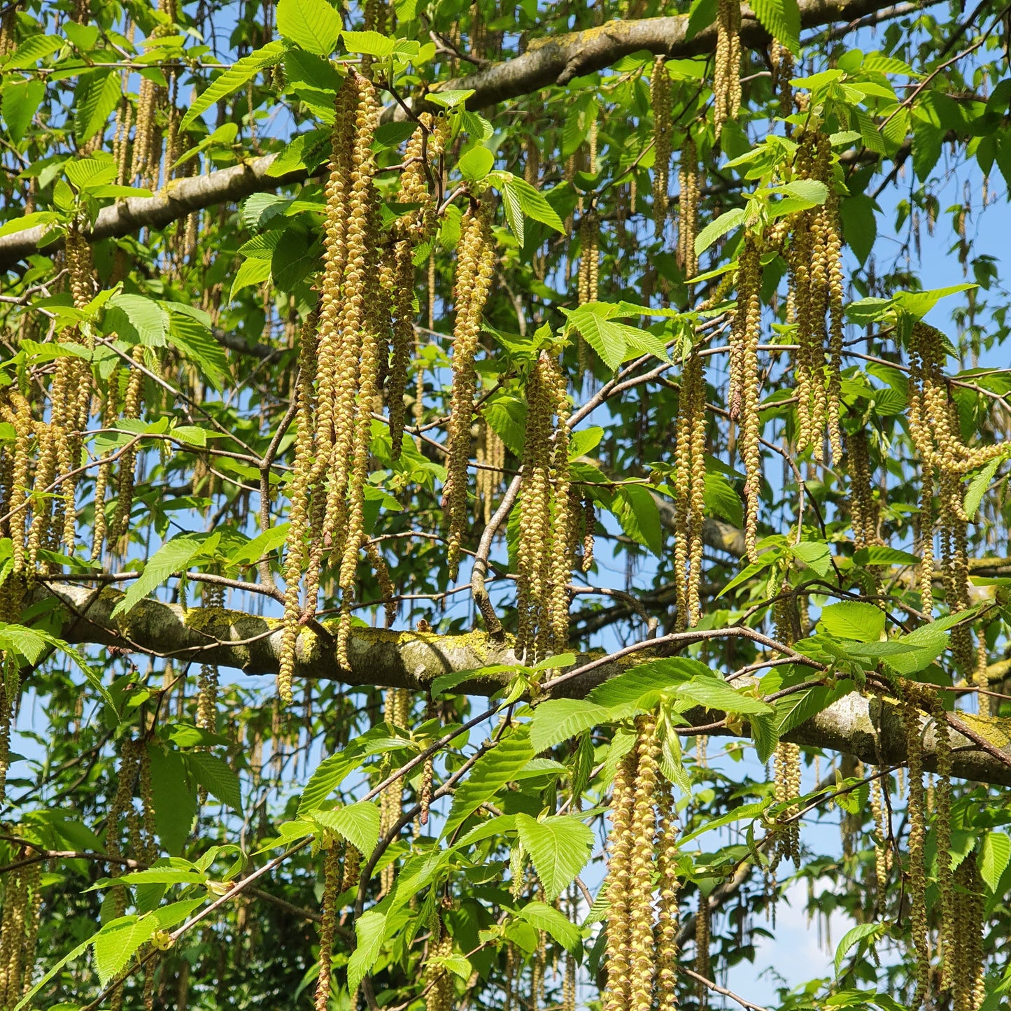 Ostrya carpinifolia - carpino nero (Alveolo forestale)