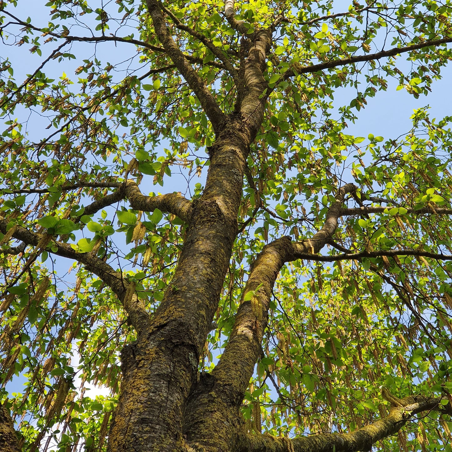 Ostrya carpinifolia - carpino nero (Alveolo forestale)