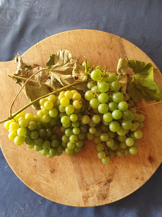 Vitis labrusca cv. "niagara" - Uva Fragola bianca (Alveolo forestale)