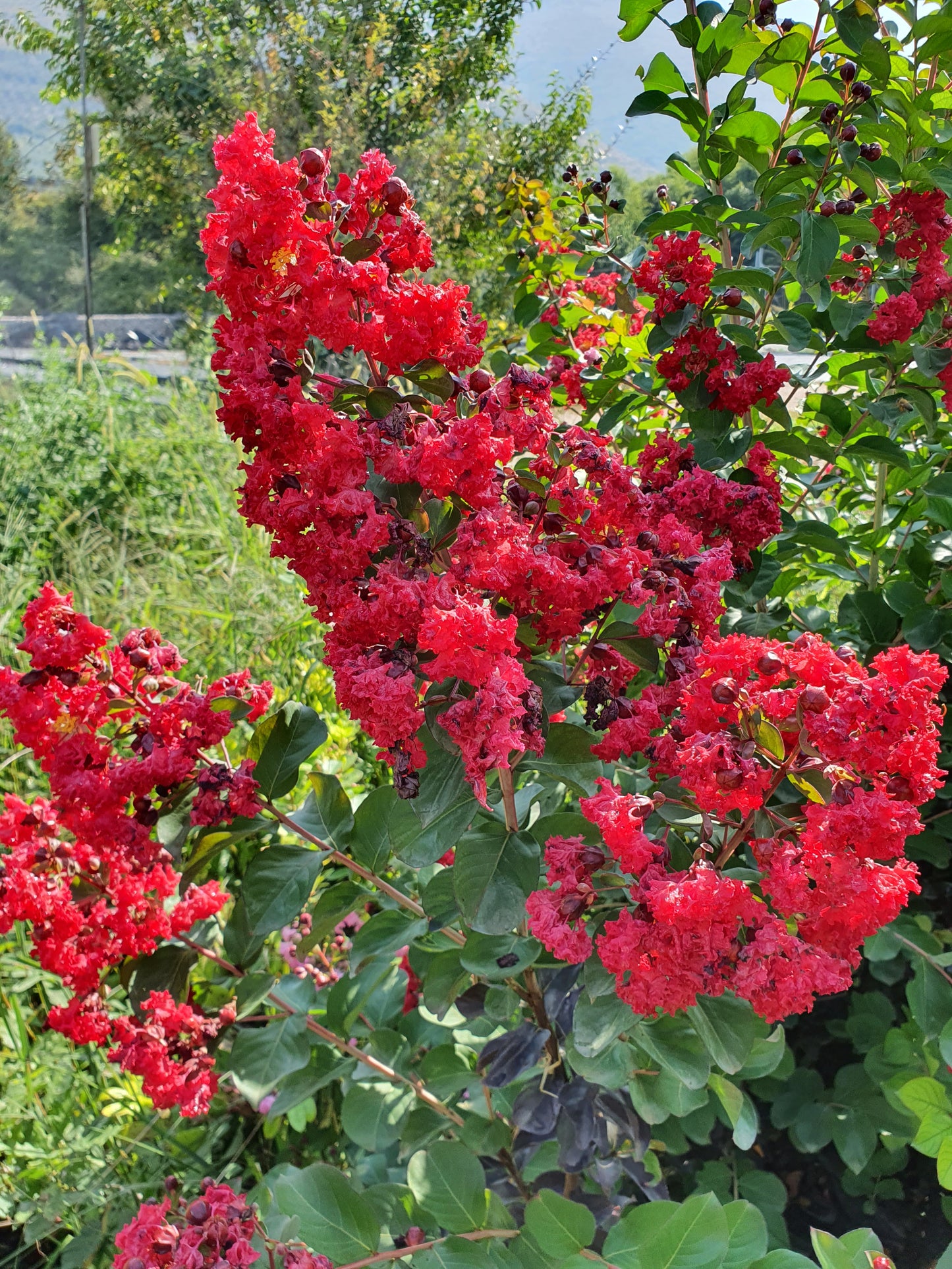 Lagerstroemia indica cv "coccinea" - lagestroemia (fiore rosso) (Alveolo forestale)