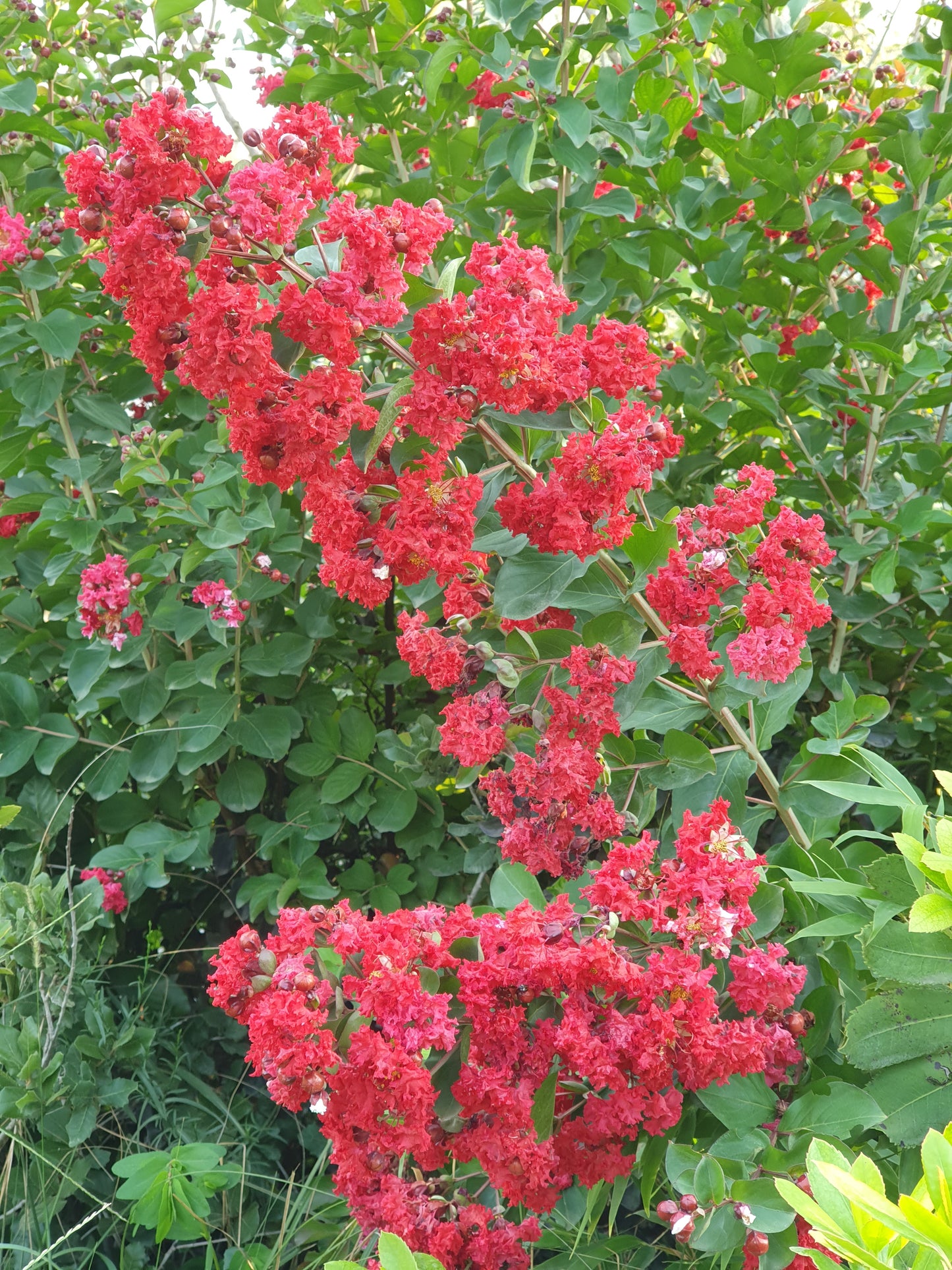 Lagerstroemia indica cv "coccinea" - lagestroemia (fiore rosso) (Alveolo forestale)