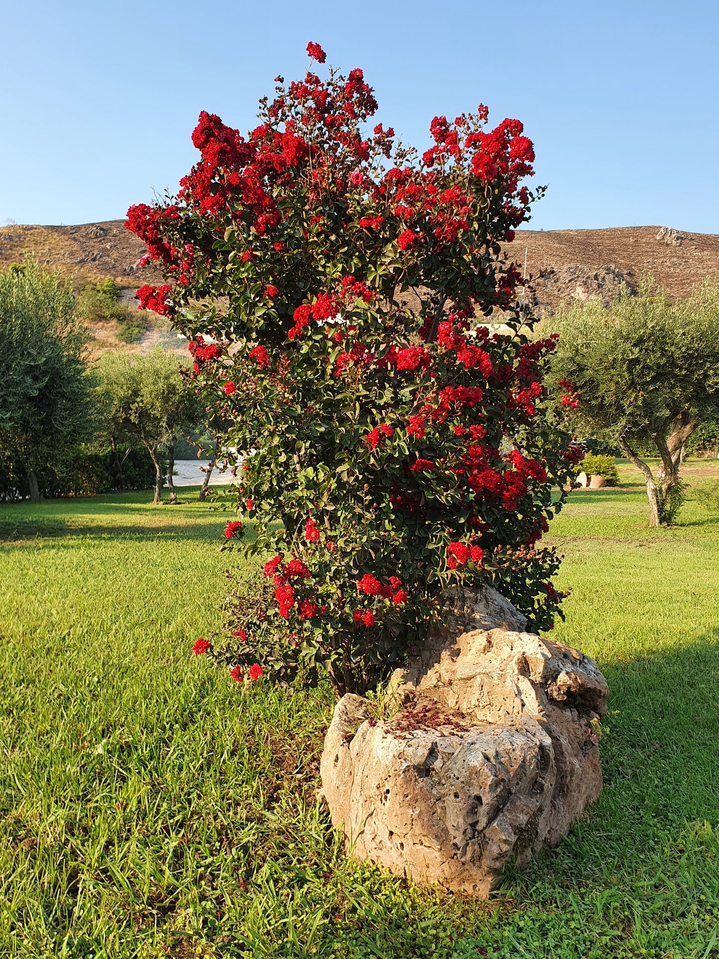 Lagerstroemia indica cv "coccinea" - lagestroemia (fiore rosso) (Alveolo forestale)