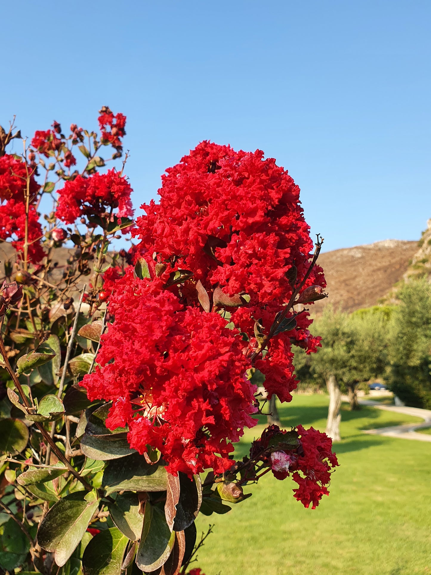 Lagerstroemia indica cv "coccinea" - lagestroemia (fiore rosso) (Alveolo forestale)